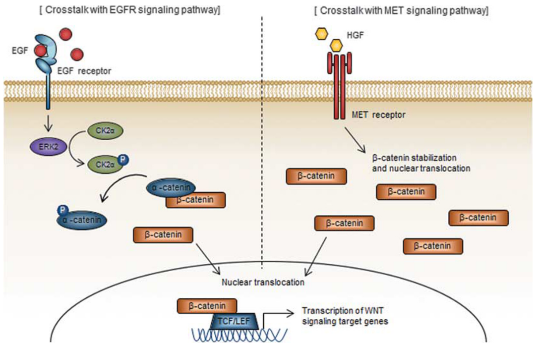 **Figure 3.** Cross-talk with other signaling pathways